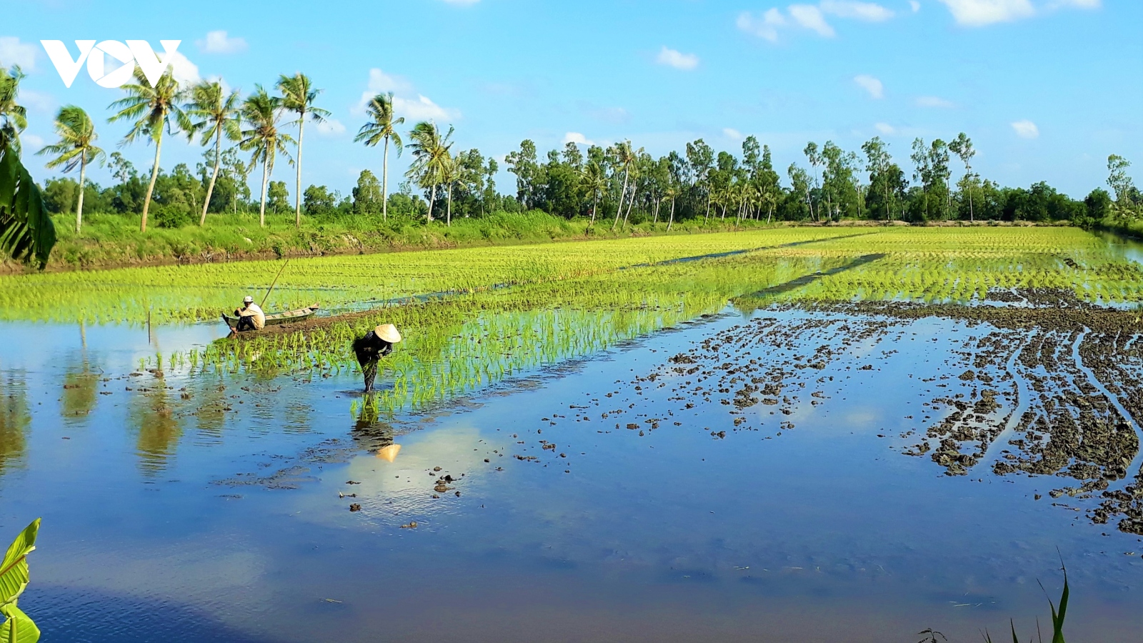 Trồng lúa sạch trên đất nuôi tôm giúp mang lại hiệu quả kinh tế cao