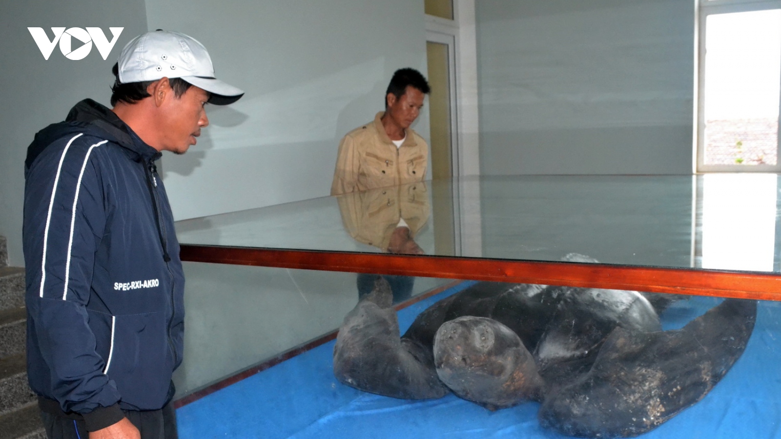 Tiêu bản rùa da quý hiếm ở Lý Sơn chưa có nơi trưng bày
