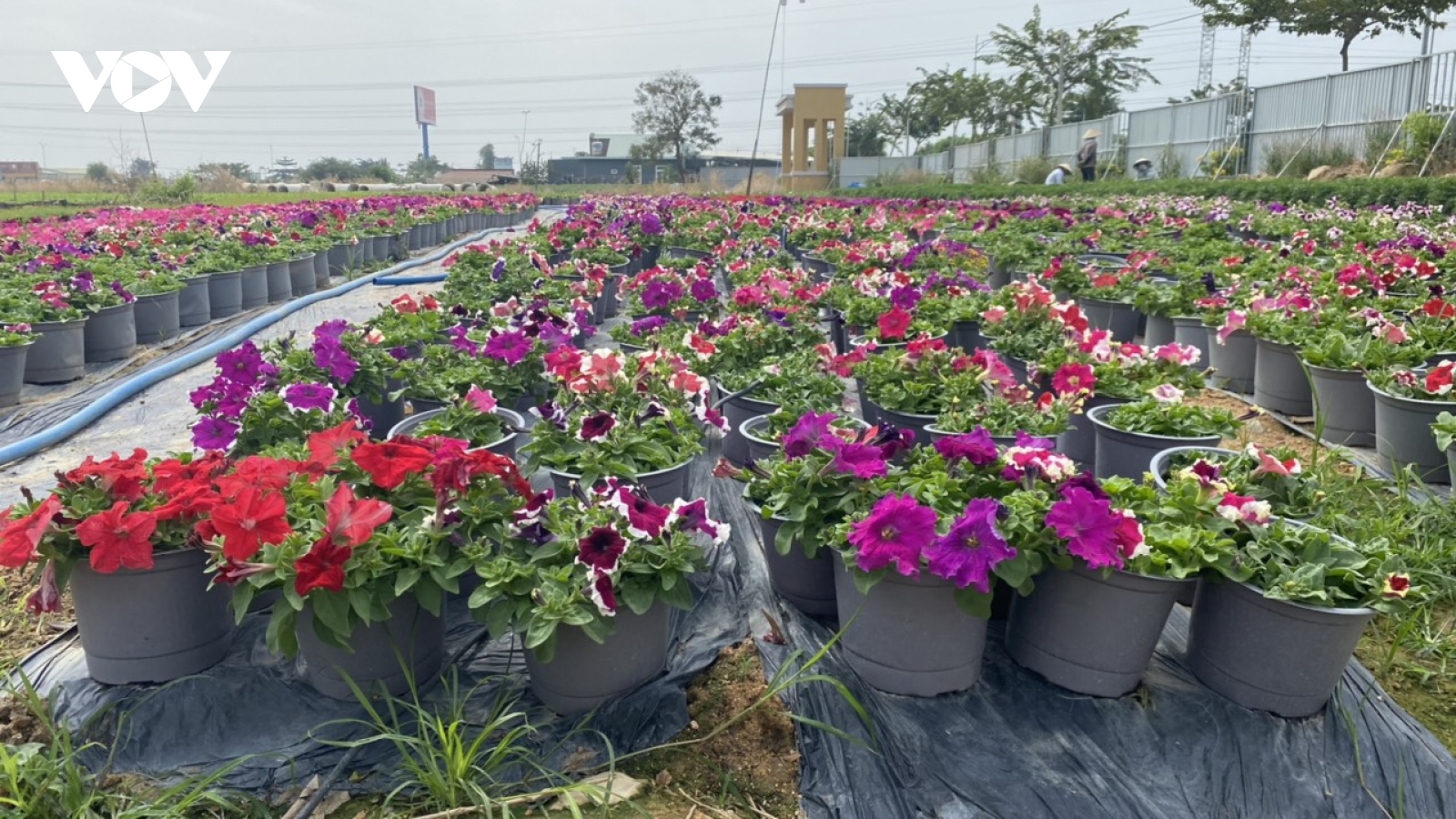 Người trồng hoa làng Kim Dinh thu hàng trăm triệu đồng dịp Tết