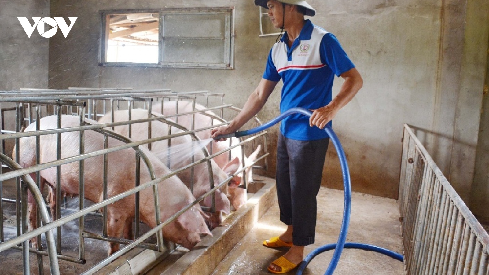 Nghệ An đảm bảo thịt lợn cung cấp thị trường Tết Nguyên đán