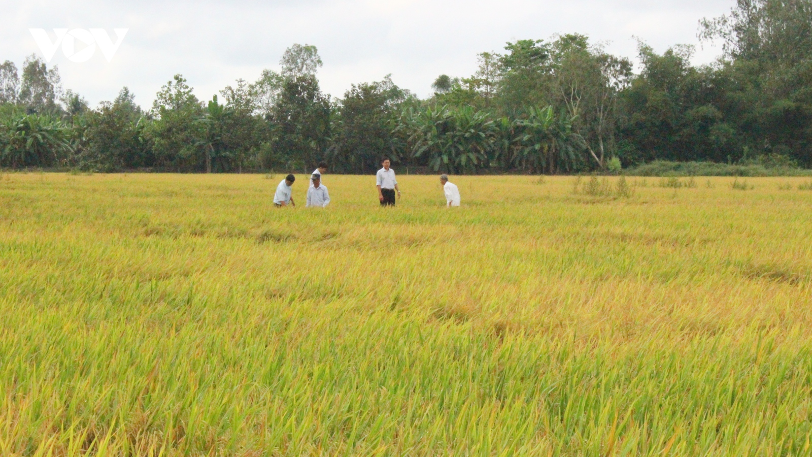 Liên kết để tạo ra ngành hàng lúa gạo chất lượng