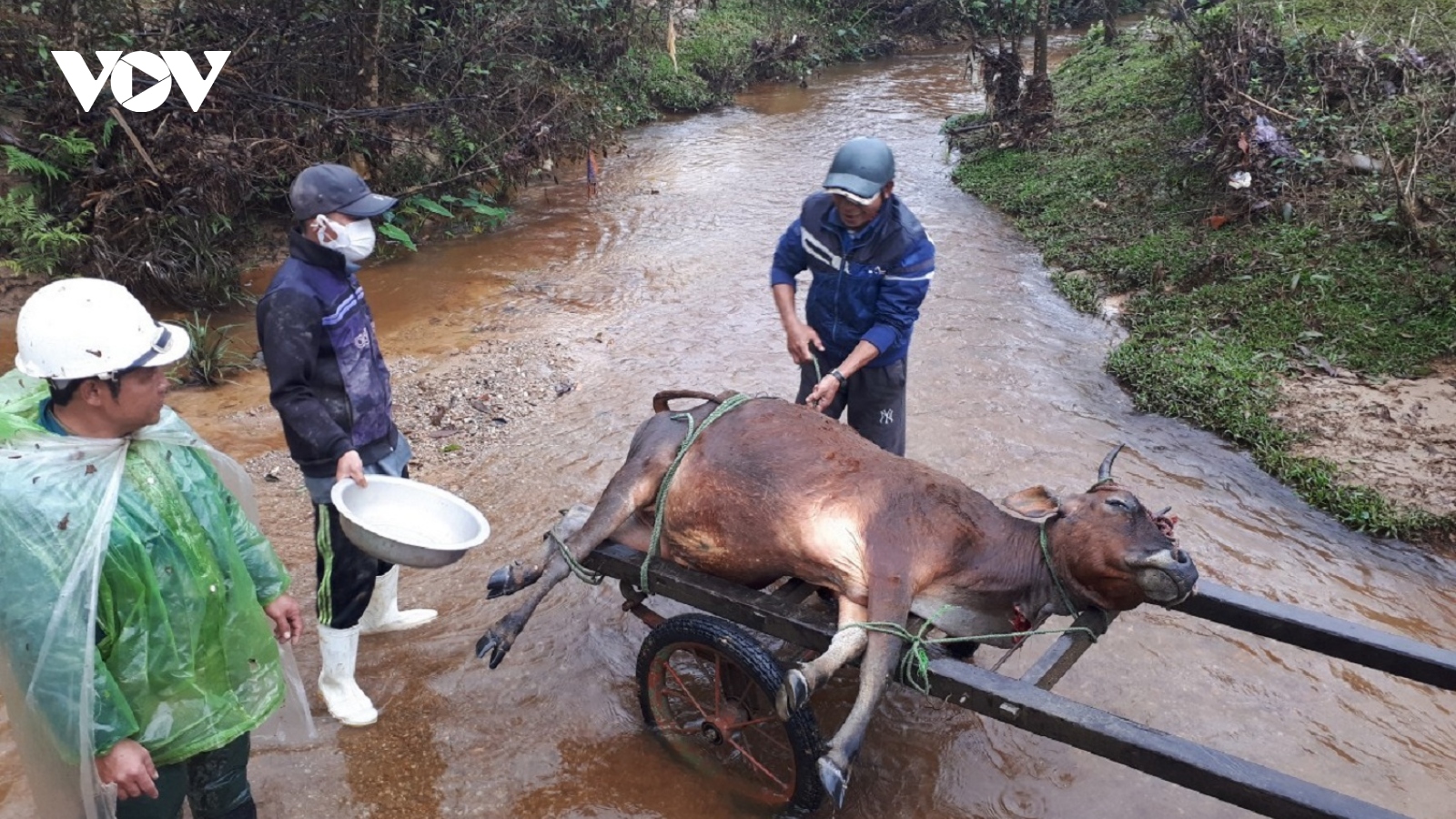 Hàng trăm con gia súc ở Nghệ An chết do giá rét
