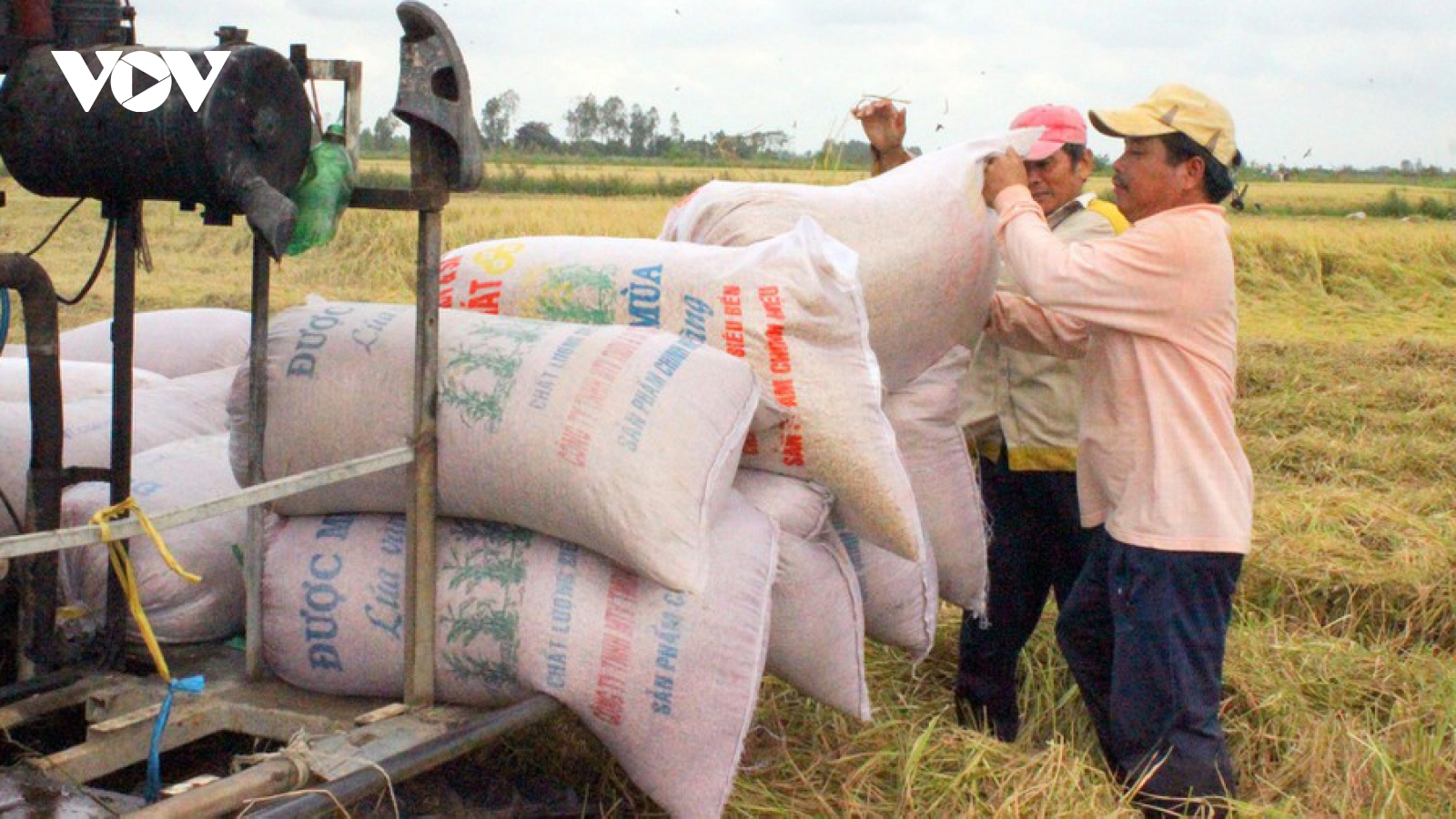 Việt Nam xuất khẩu khoảng 6,15 triệu tấn gạo trong năm 2020