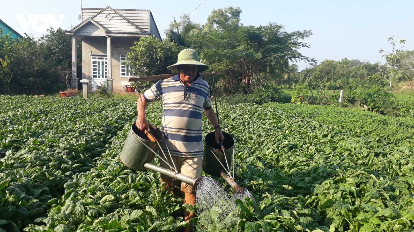 Nông dân Sóc Trăng khẩn trương chăm sóc rau màu đón Tết