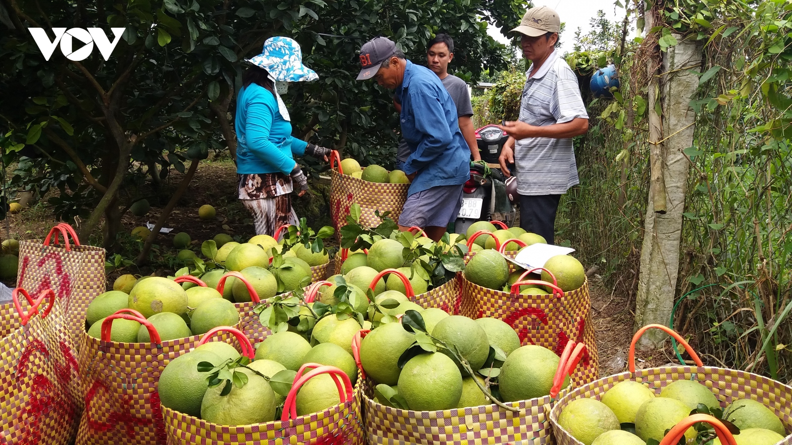 Nhà vườn Tiền Giang đưa hơn 75.000 tấn trái vào thị trường Tết