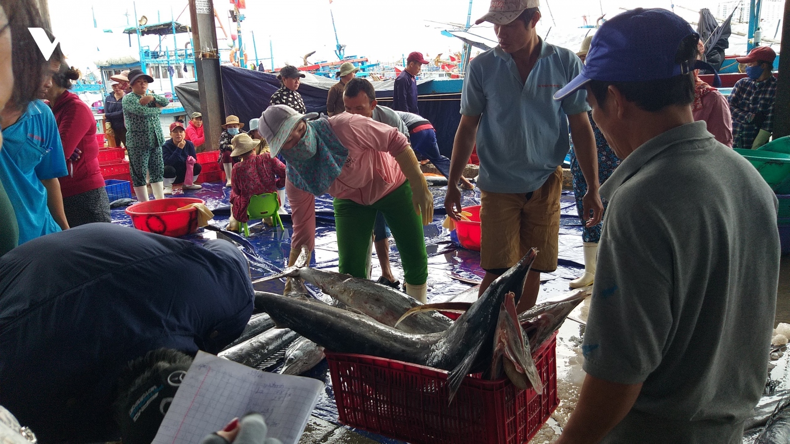 Ngư dân Nam Trung bộ đánh bắt xuyên Tết được mùa cá