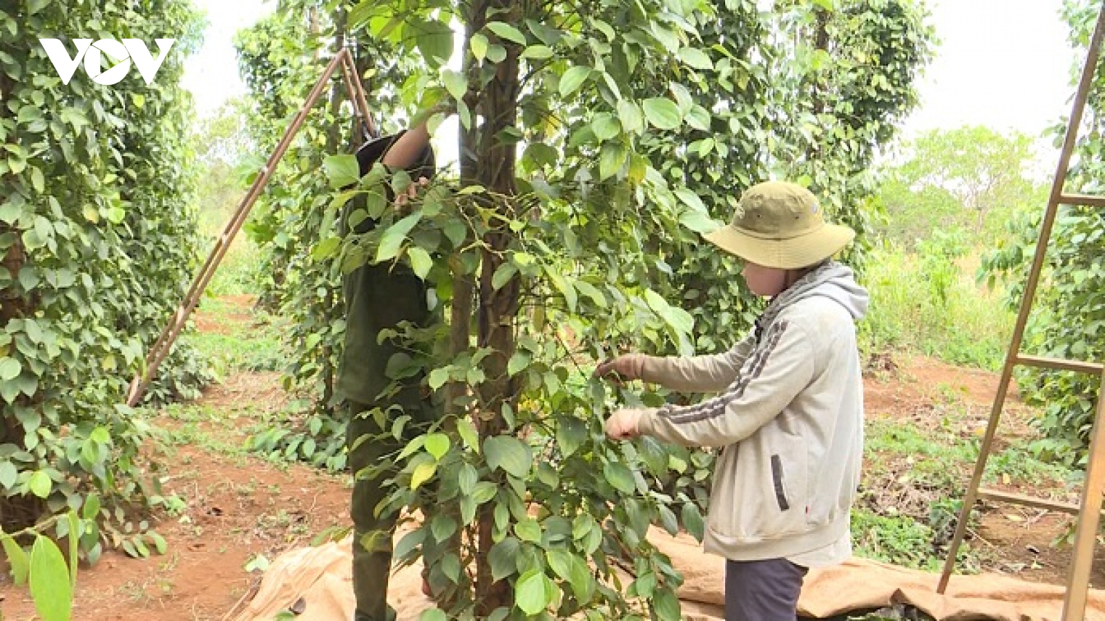 Hồ tiêu giảm giá, mất mùa khiến người trồng gặp khó