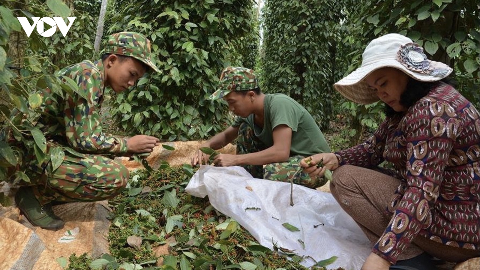 Nhiều nhà vườn trồng tiêu thua lỗ nặng vì mất mùa, mất giá