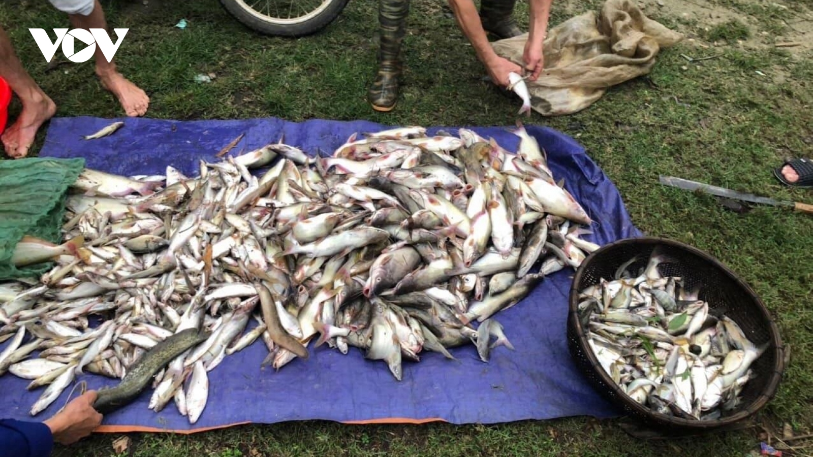 Gần 3,4 tấn cá chết bất thường trên sông Mã