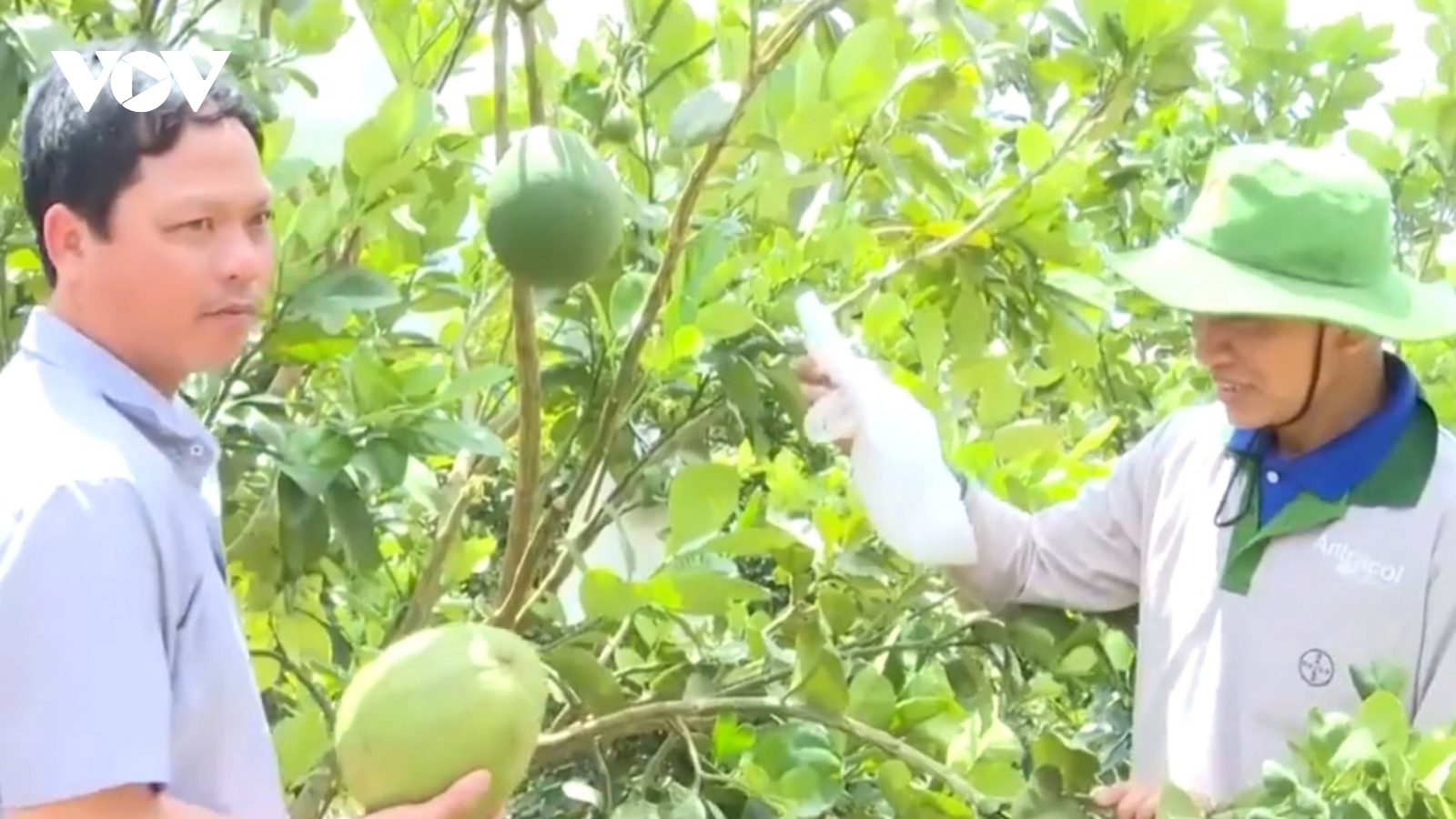 Thủ phủ hồ tiêu Chư Pưh chuyển đổi sang mô hình trồng cây ăn trái
