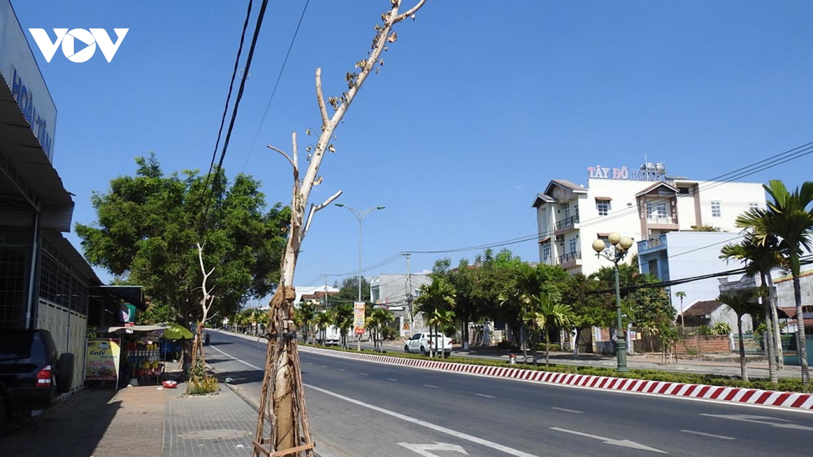 Hàng loạt cây trong đề án cải tạo cây xanh đường phố tại Kon Tum bị chết