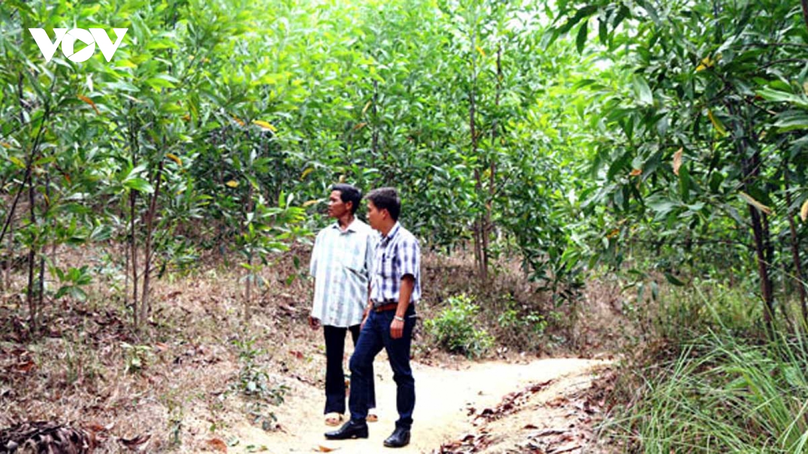 Sinh kế đồi - rừng nâng thu nhập cho người dân Đắk Lắk