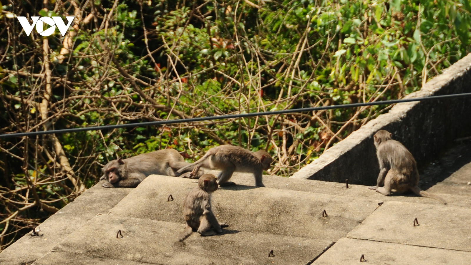 Khỉ “đại náo” ở Cù Lao Chàm khiến người dân gặp phiền toái