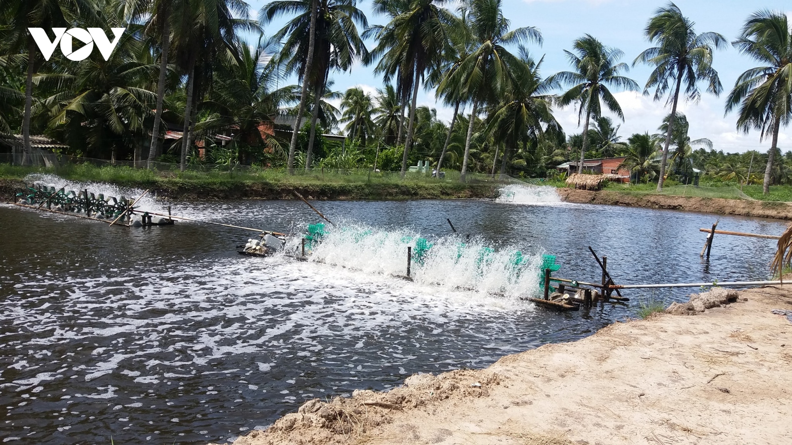 Bến tre tạo điều kiện cho người dân nhân rộng mô hình nuôi tôm công nghệ cao