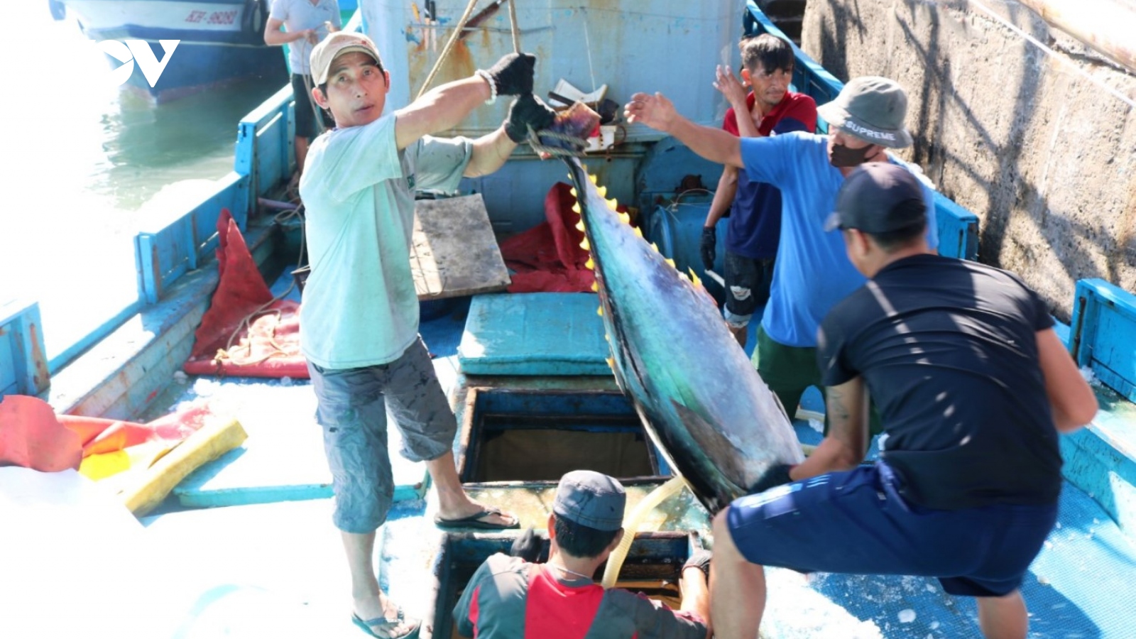 Sản lượng cá ngừ đại dương sụt giảm