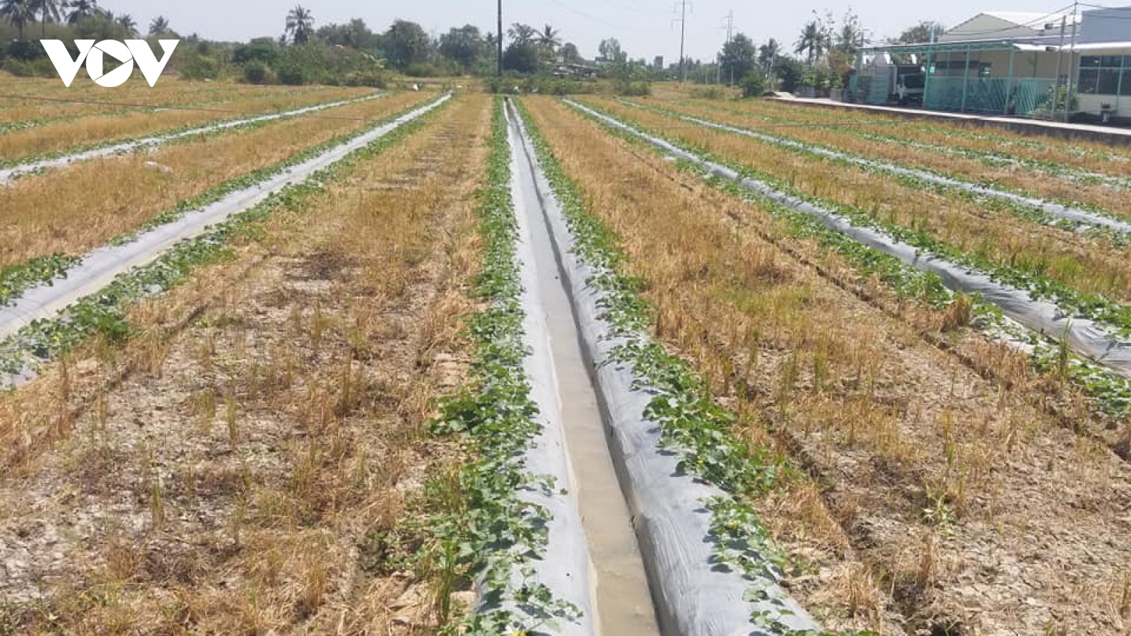 Tiền Giang nỗ lực “cứu” hơn 15.000 ha lúa, hoa màu, cây ăn trái vùng hạn mặn