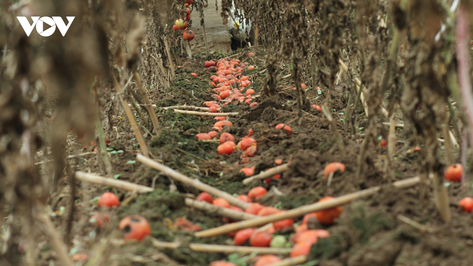 Giá quá rẻ, nông dân Hà Nội vứt bỏ củ cải, cà chua...đầy đồng vì ế ẩm