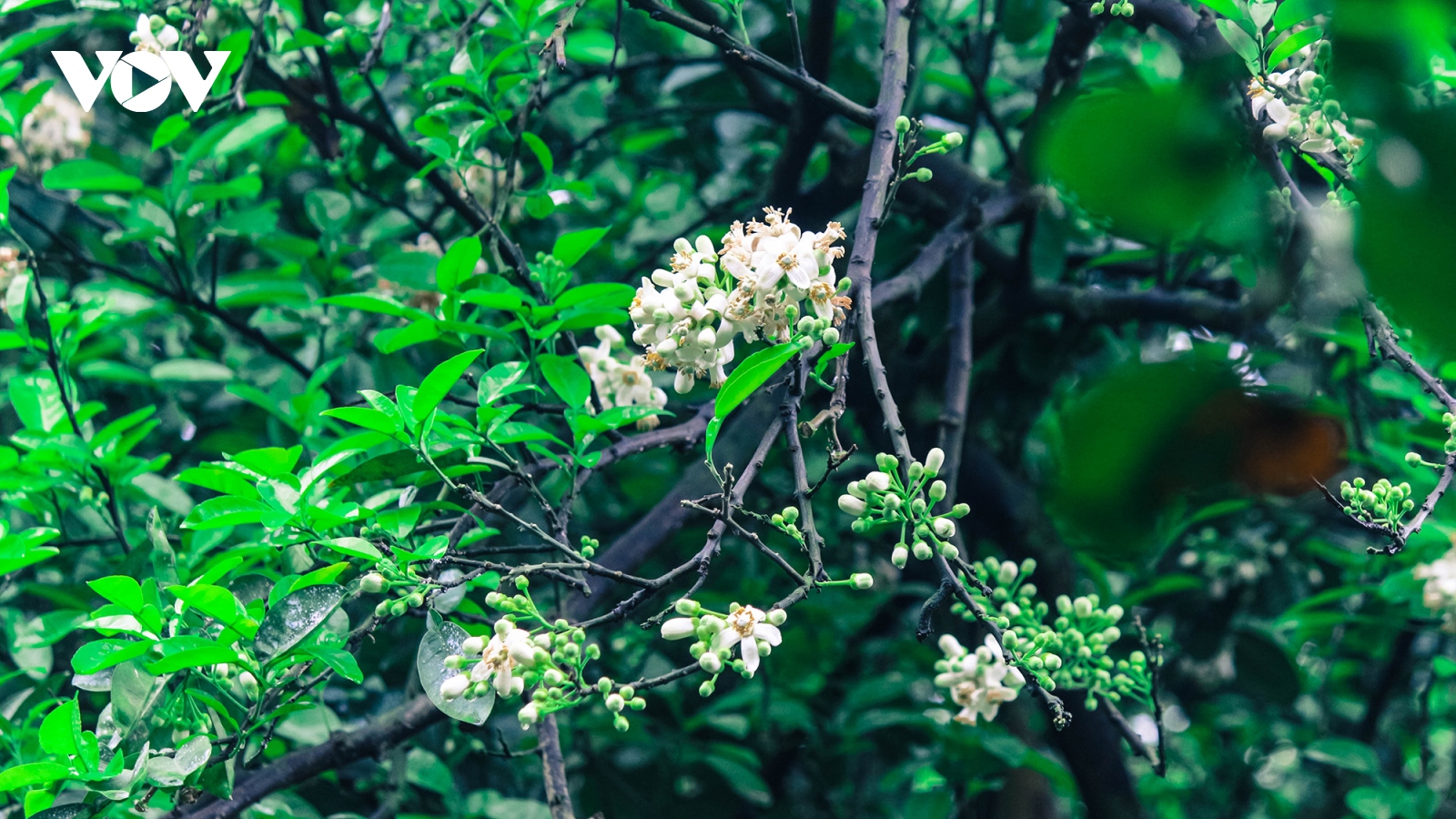 Hoa bưởi bung nở trắng trời ở làng trồng bưởi nổi tiếng Hà Nội