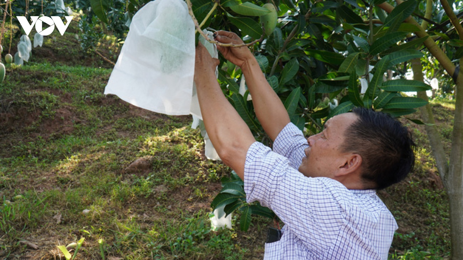 Bí quyết giúp nông dân Sơn La bán trái cây giá cao hơn gấp 2-3 lần