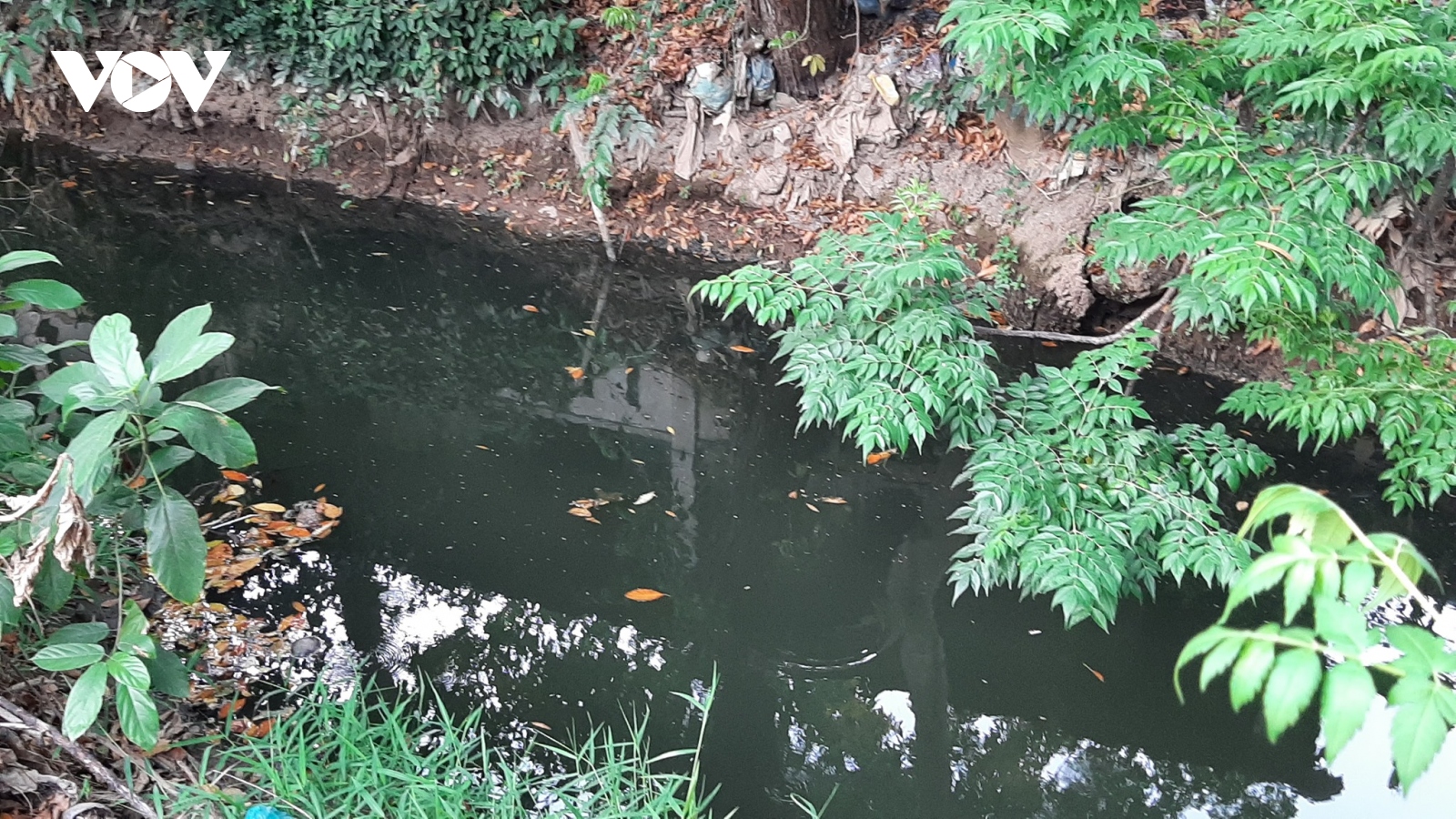 Nguồn nước trữ ngọt phục vụ hơn 1 triệu dân ở Tiền Giang có nguy cơ ô nhiễm