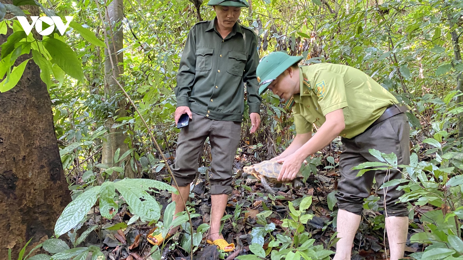Quảng Nam thả 5 cá thể rùa quý hiếm về rừng tự nhiên