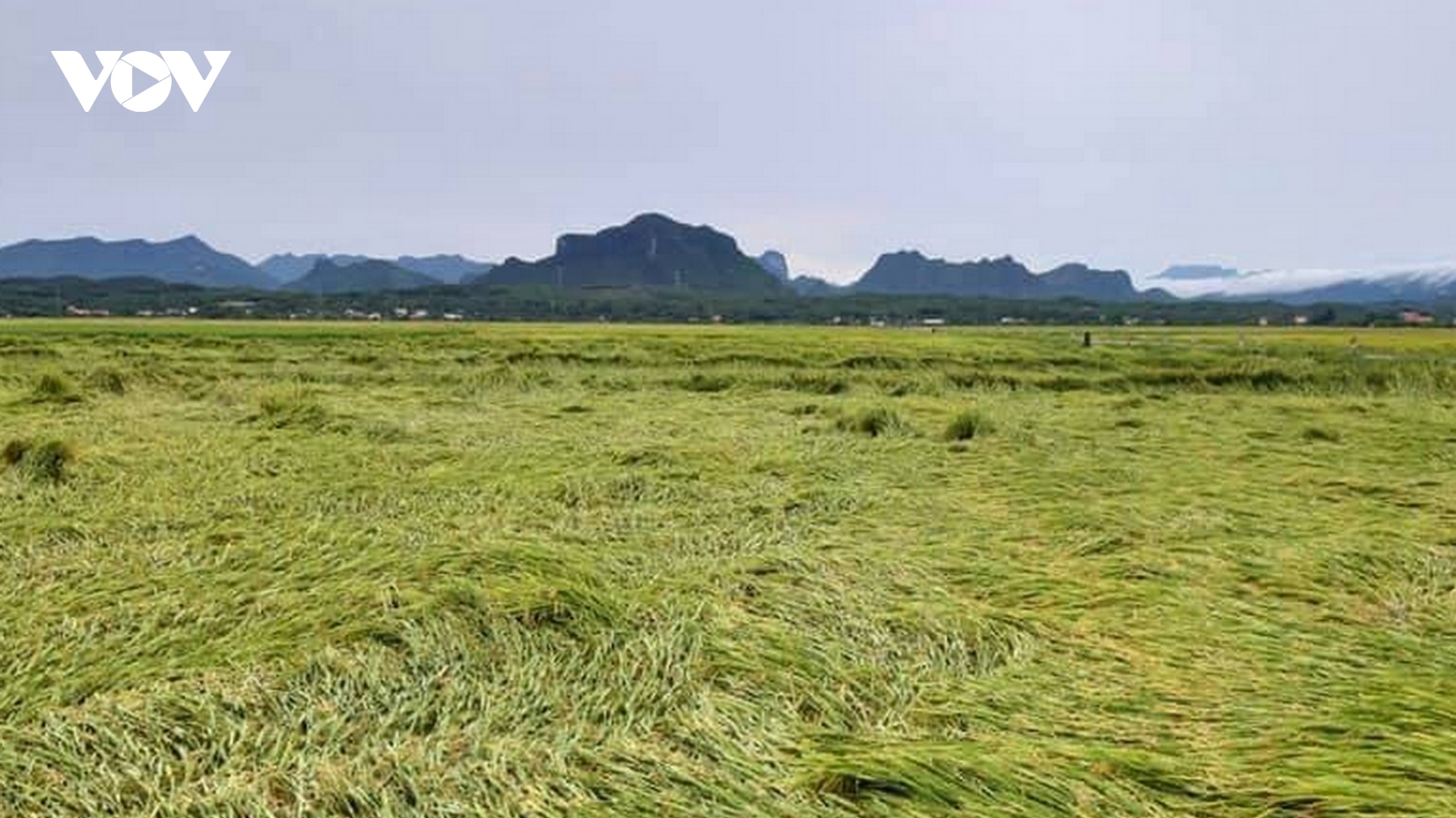 Dông lốc, mưa lớn làm hàng nghìn ha lúa, ngô bị ngã rạp ở Quảng Bình