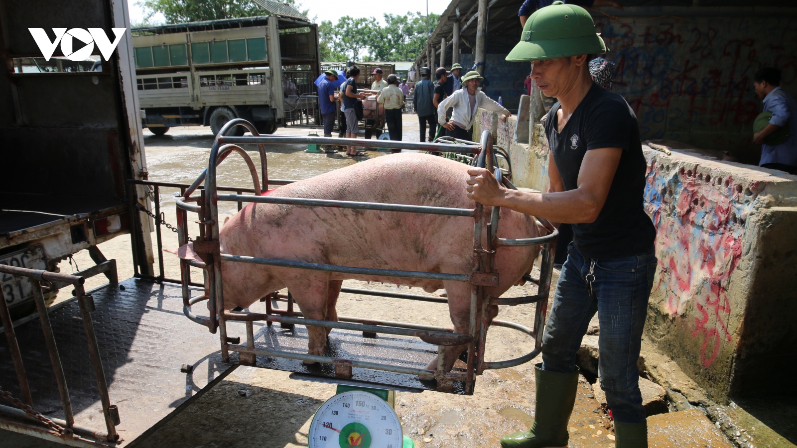Giá lợn hơi bắt đáy của năm, nhiều hộ chăn nuôi "treo" chuồng
