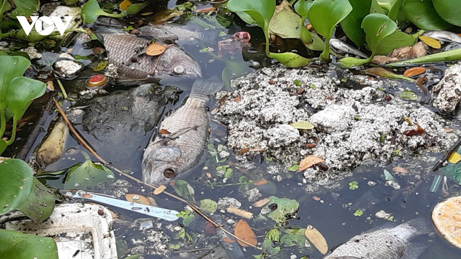 Cá lại chết trắng trên kênh Phú Lộc, Đà Nẵng
