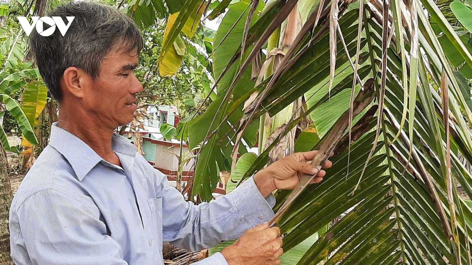 Sâu đầu đen “lộng hành” gây hại hàng trăm ha vườn dừa Bến Tre