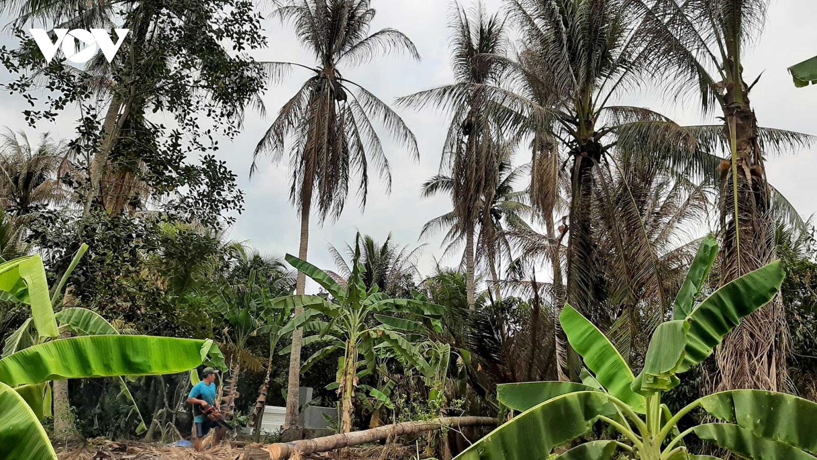 Sâu đầu đen gây hại hơn 500 ha vườn dừa Bến Tre