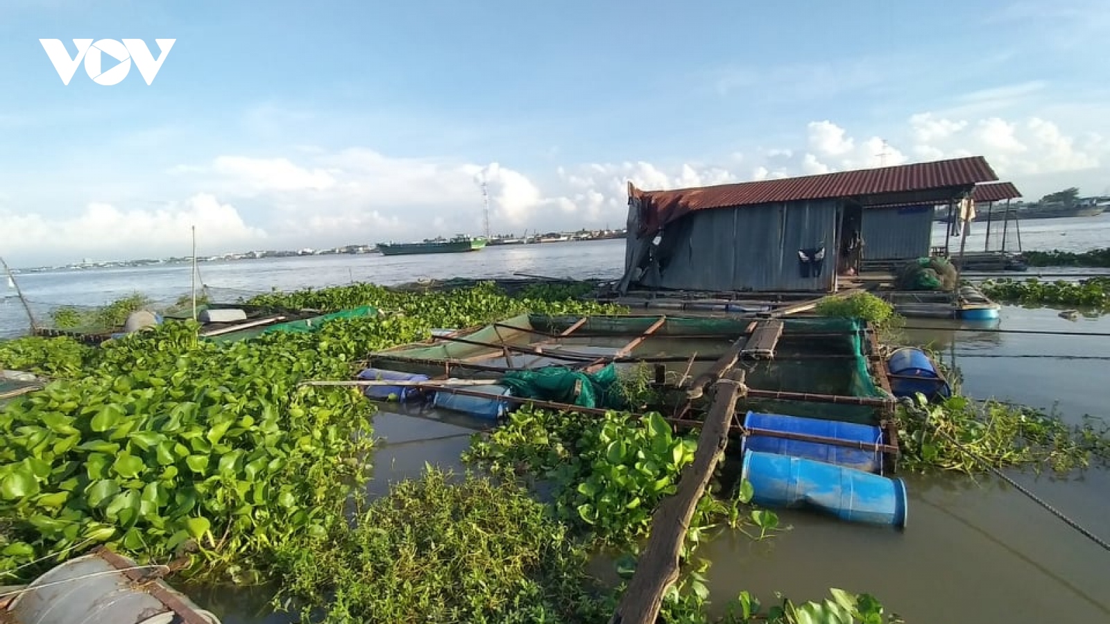 Sà lan tông vào nhiều bè cá  ở Tiền Giang, nhiều tấn cá tràn ra sông Tiền
