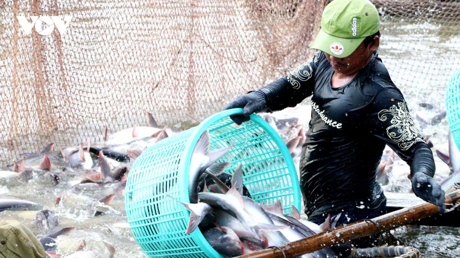 Nguồn cung cá thịt trắng toàn cầu năm 2021 sẽ tăng 4%