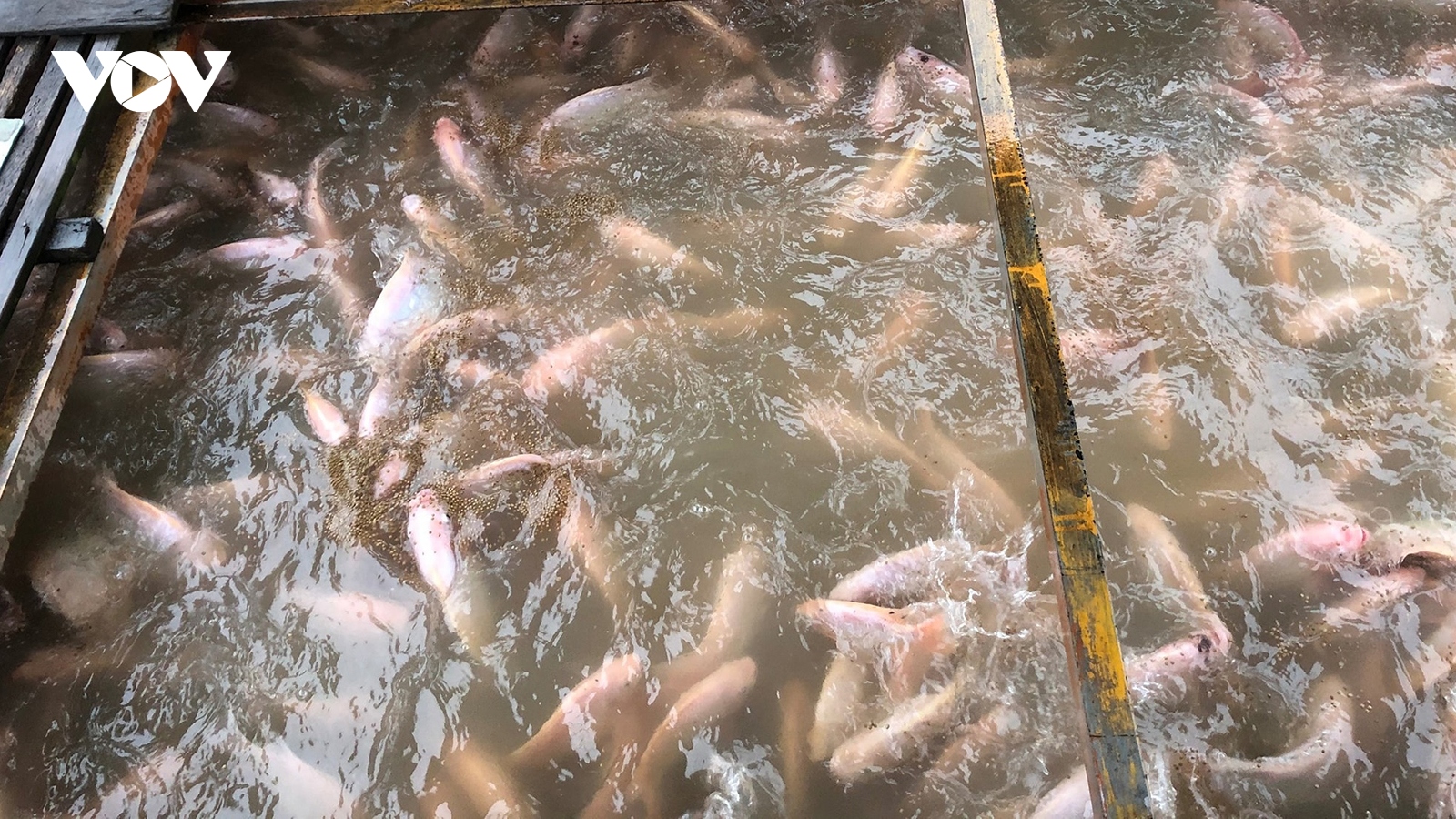 Thương lái ngưng thu mua, người nuôi cá bè ở Tiền Giang điêu đứng