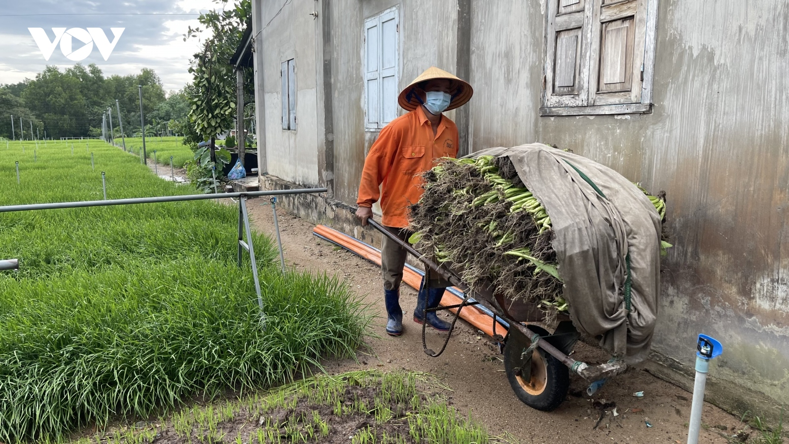 Bà Rịa-Vũng Tàu: Nhiều diện tích hẹ ở làng rau Kim Dinh phải cắt bỏ