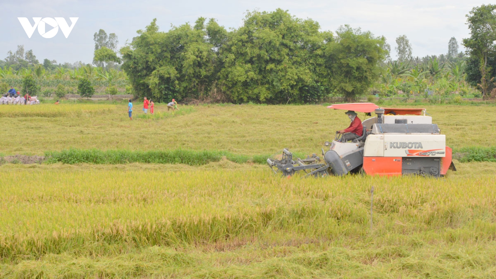 Liên kết hợp tác xã và doanh nghiệp nâng giá trị ngành hàng lúa gạo