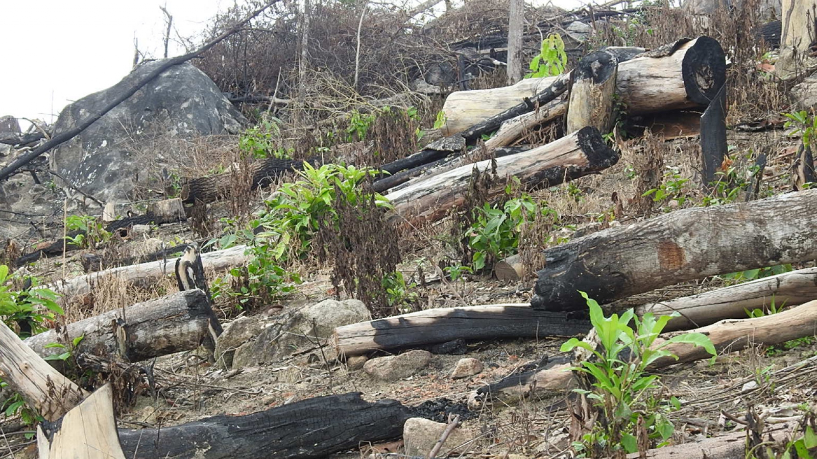 Chùm ảnh: 17 ha rừng bị chối bỏ và triệt hạ ở Kon Tum