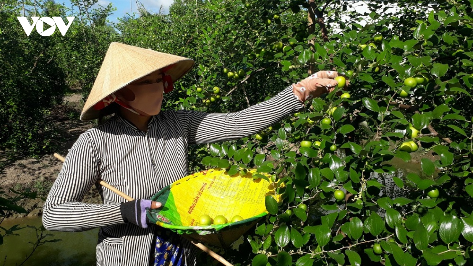 Nông dân Sóc Trăng trồng táo hồng, thu từ 200 – 225 triệu đồng/ha