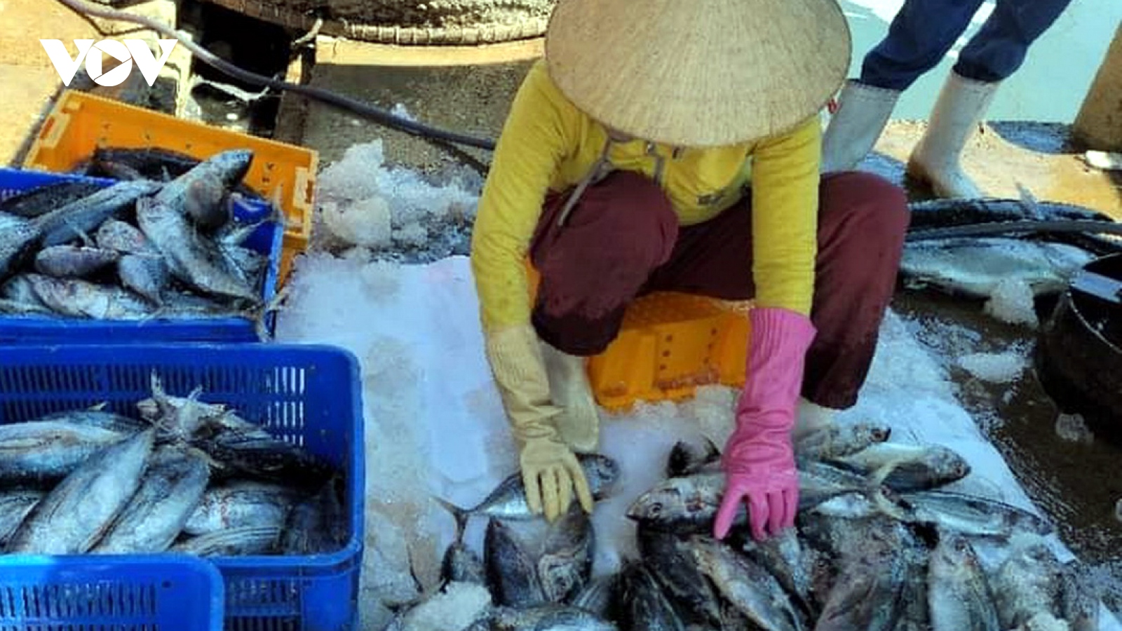 Ngư dân Bình Định được mùa cá ngừ sọc dưa