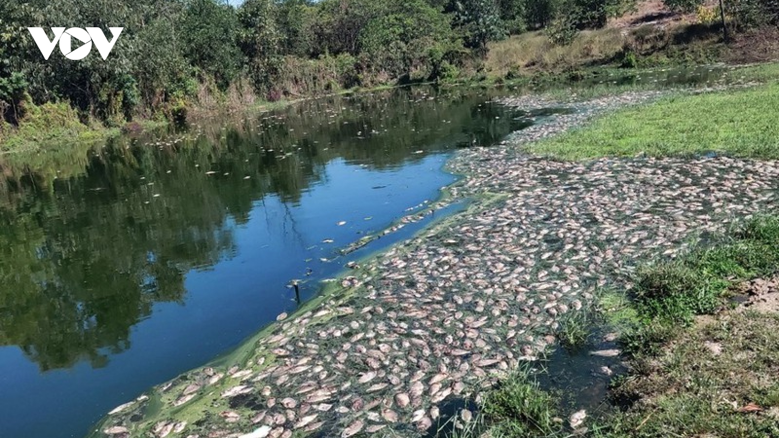 Thừa Thiên Huế: Cá chết hàng loạt gần khu công nghiệp Phong Điền
