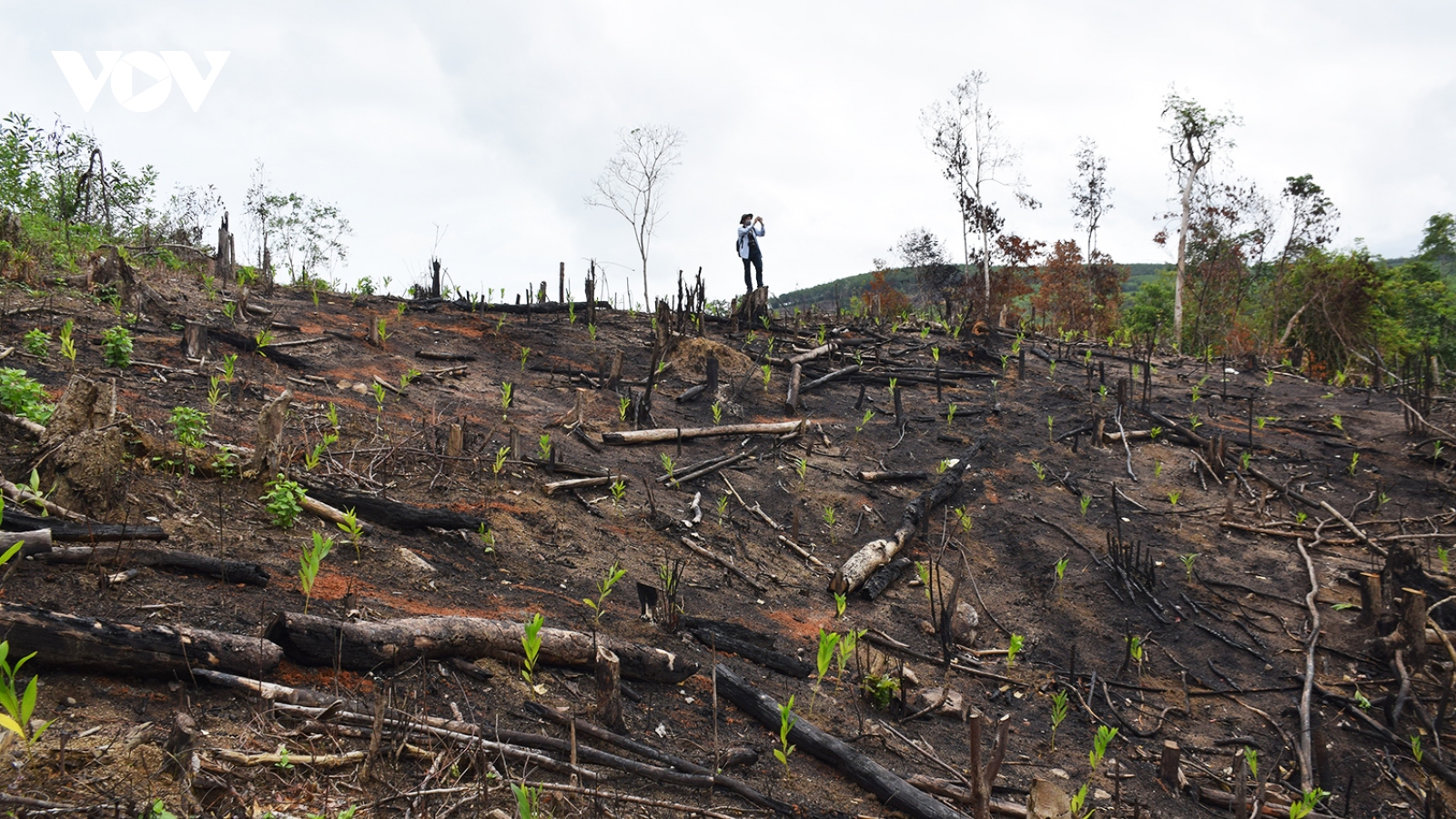 Rừng phòng hộ Phú Yên bị tàn phá, chủ rừng không biết?