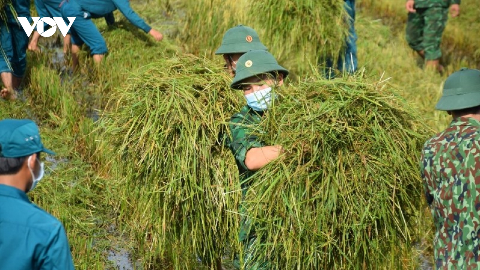 Bộ đội gặt lúa giúp người dân vùng giãn cách theo Chỉ thị 16