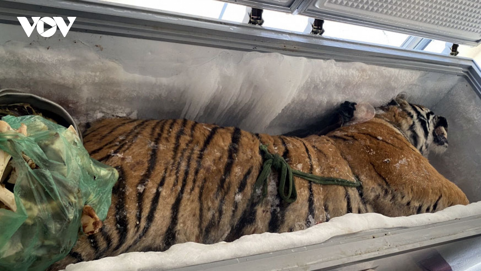 Khởi tố đối tượng tàng trữ “xác ướp” hổ nặng 160 kg