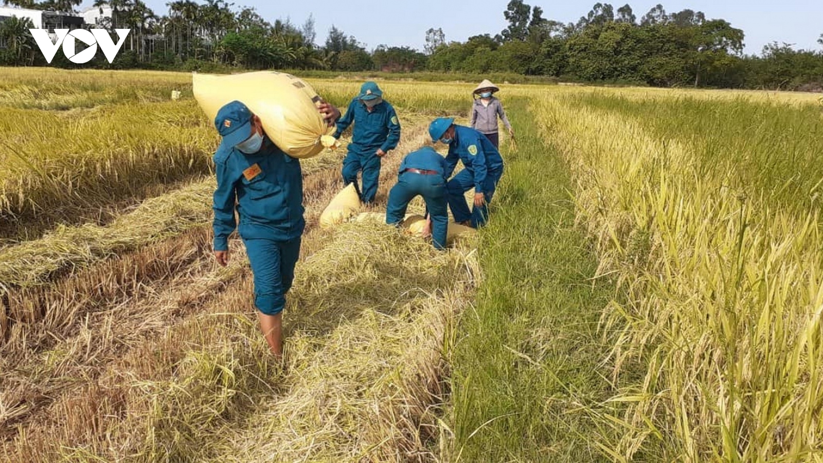 Nông dân Đà Nẵng đặt lịch gặt lúa để đảm bảo giãn cách