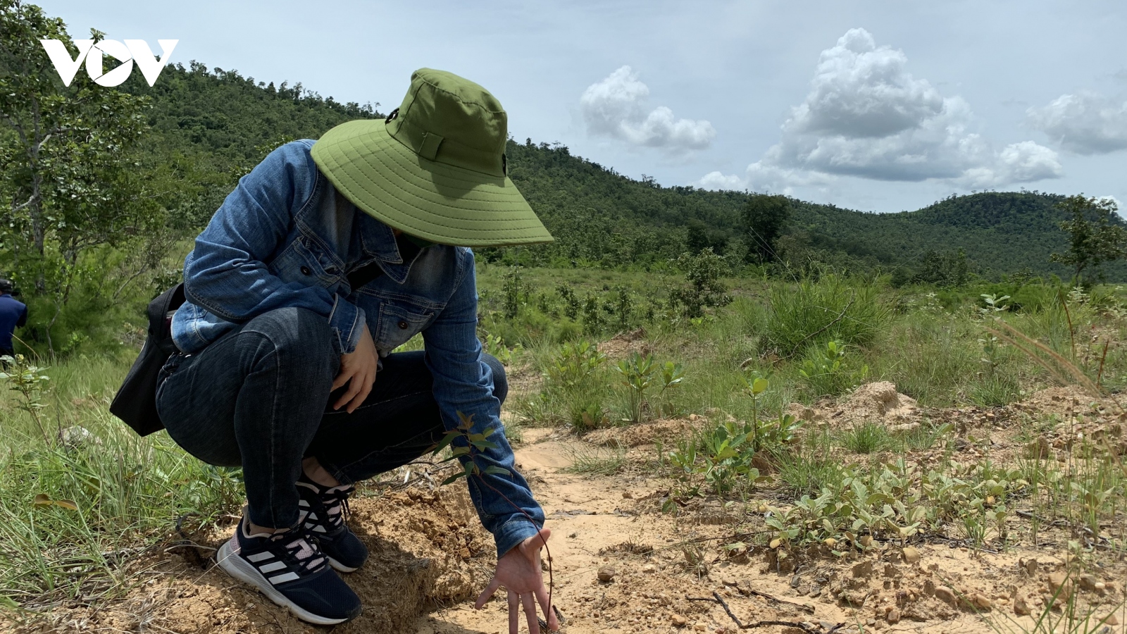 Liều lĩnh cày ủi rừng phòng hộ ở Gia Lai để trồng bạch đàn