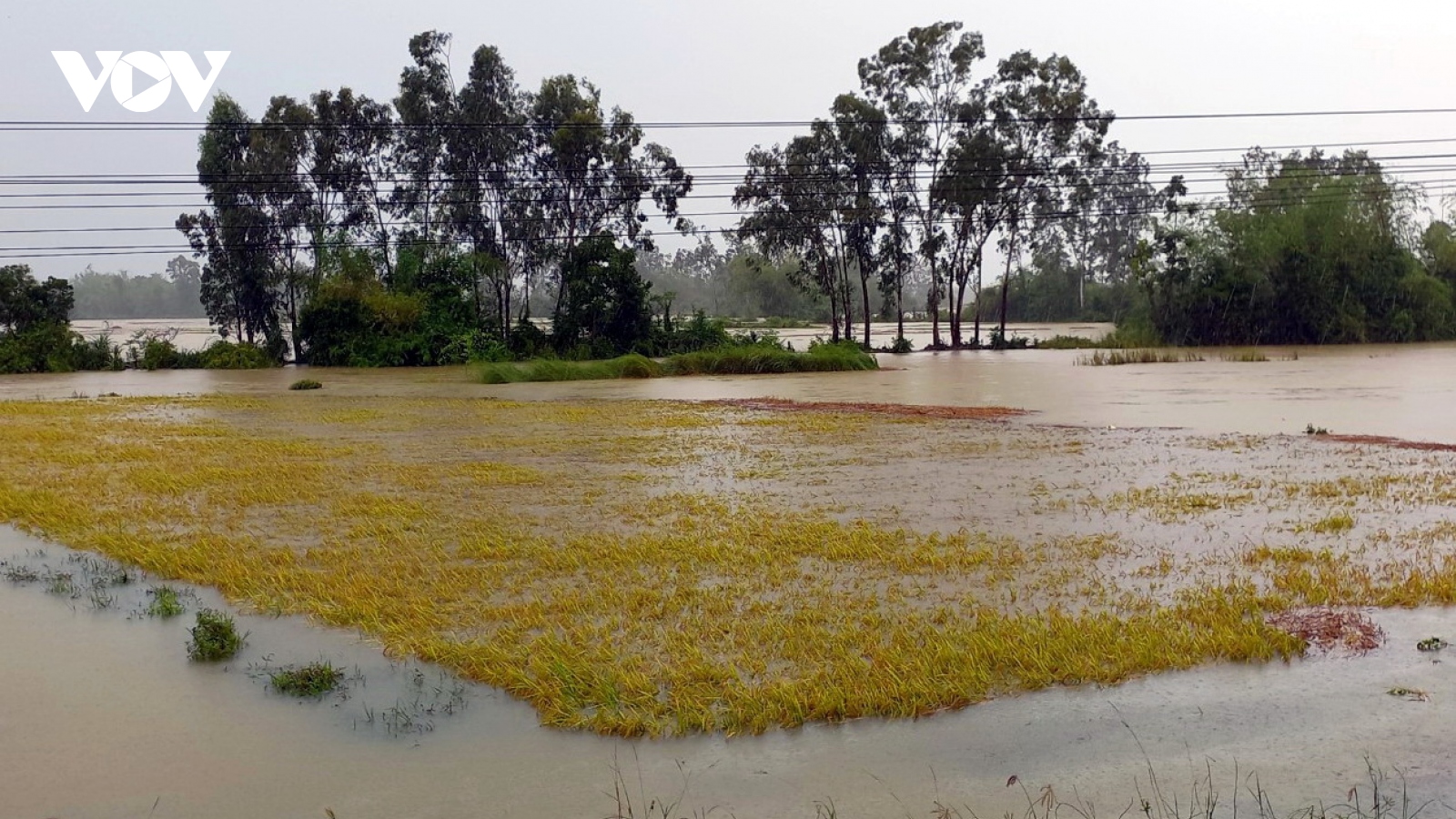 Hơn 1.000 ha lúa thiệt hại do ảnh hưởng của bão số 5