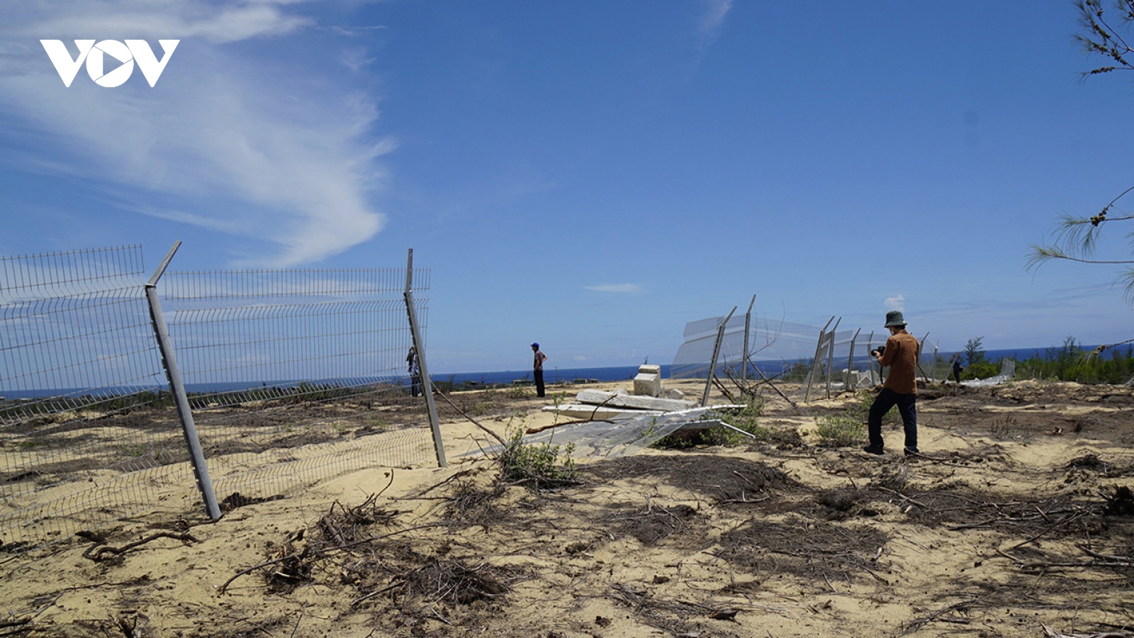 Thi công điện mặt trời “phá nhầm” hơn 5 héc ta rừng phòng hộ ven biển ở Bình Định