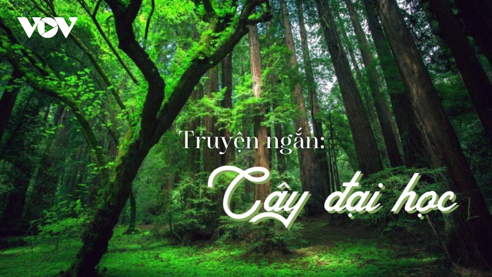 Truyện ngắn: "Cây đại học" - Viết tiếp những ước mơ