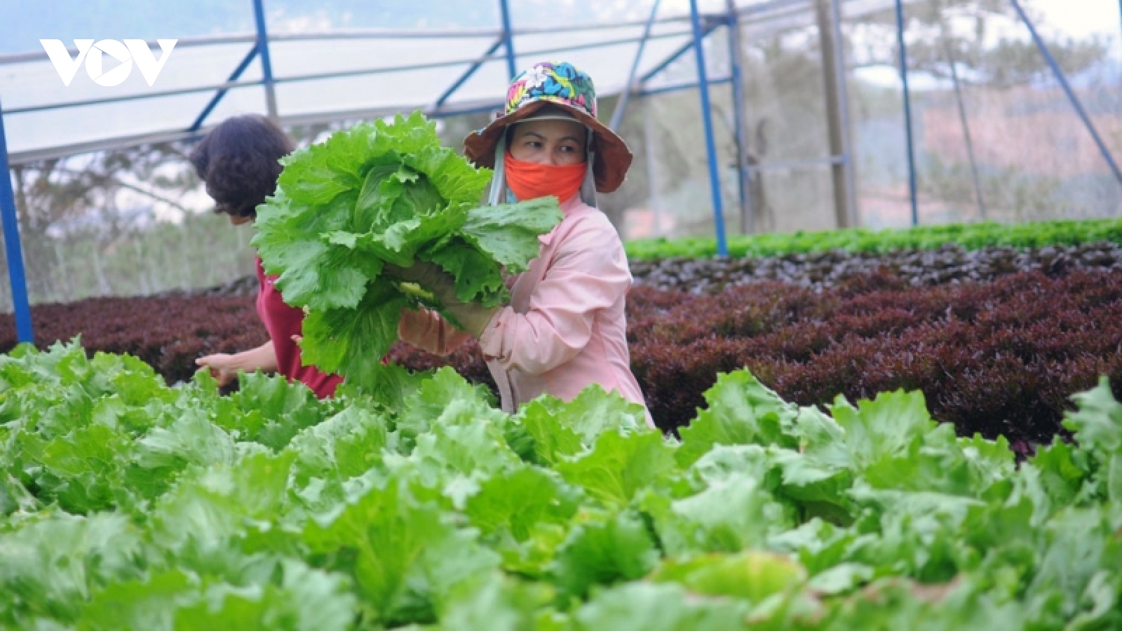 Nông dân Lâm Đồng khôi phục sản xuất rau, củ, quả trong điều kiện bình thường mới
