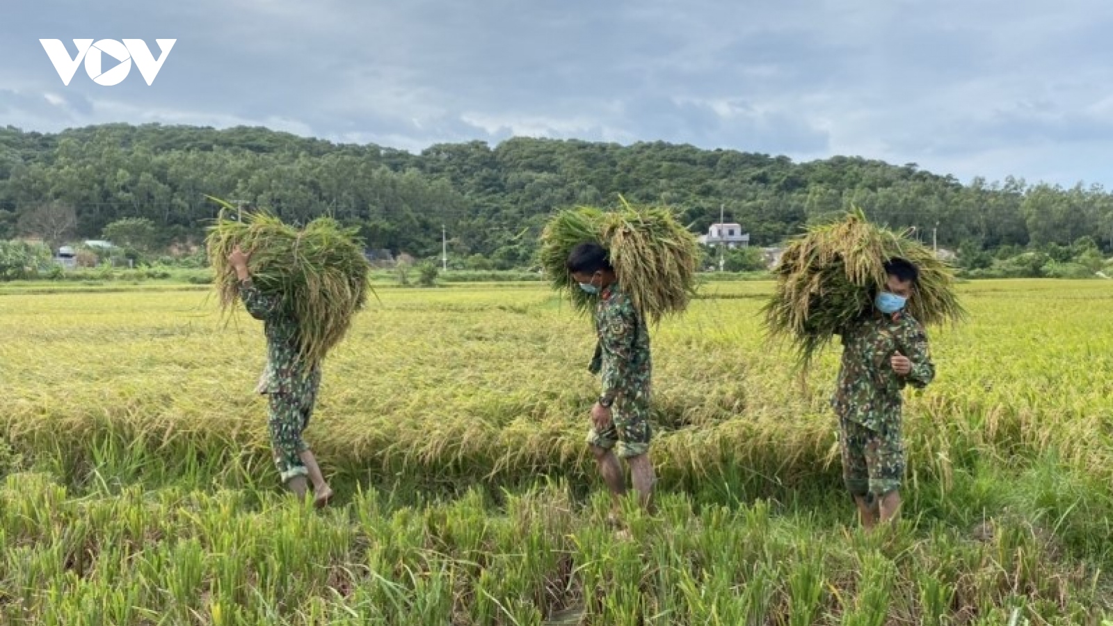 Lực lượng vũ trang trên đảo Cô Tô giúp dân gặt lúa chạy bão số 7