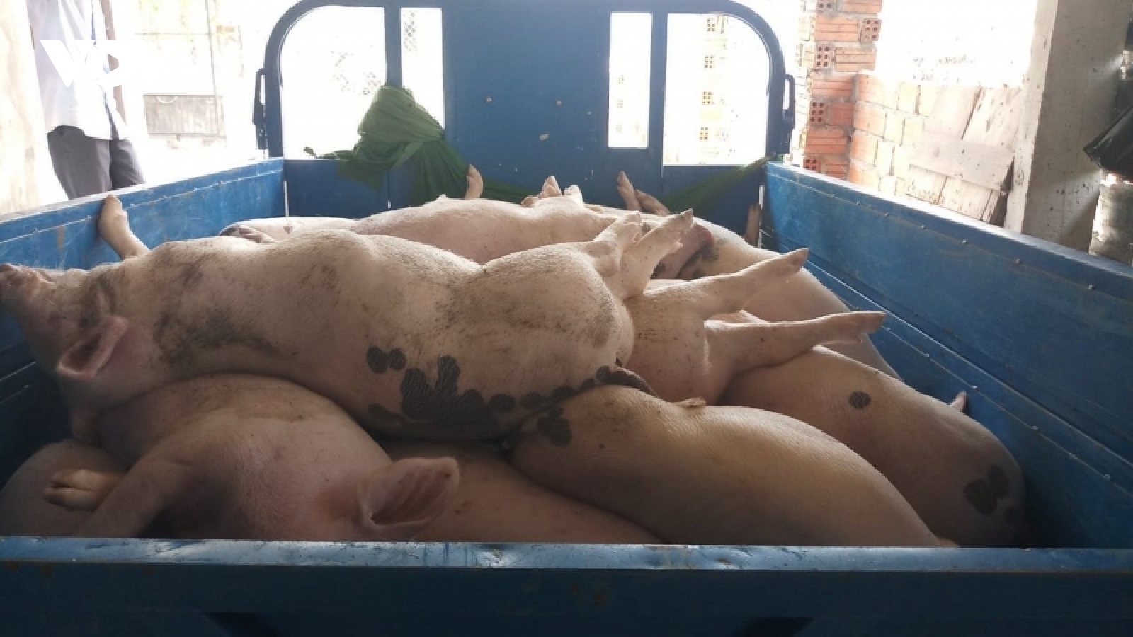 Quảng Nam khẩn trương dập dịch tả lợn Châu Phi